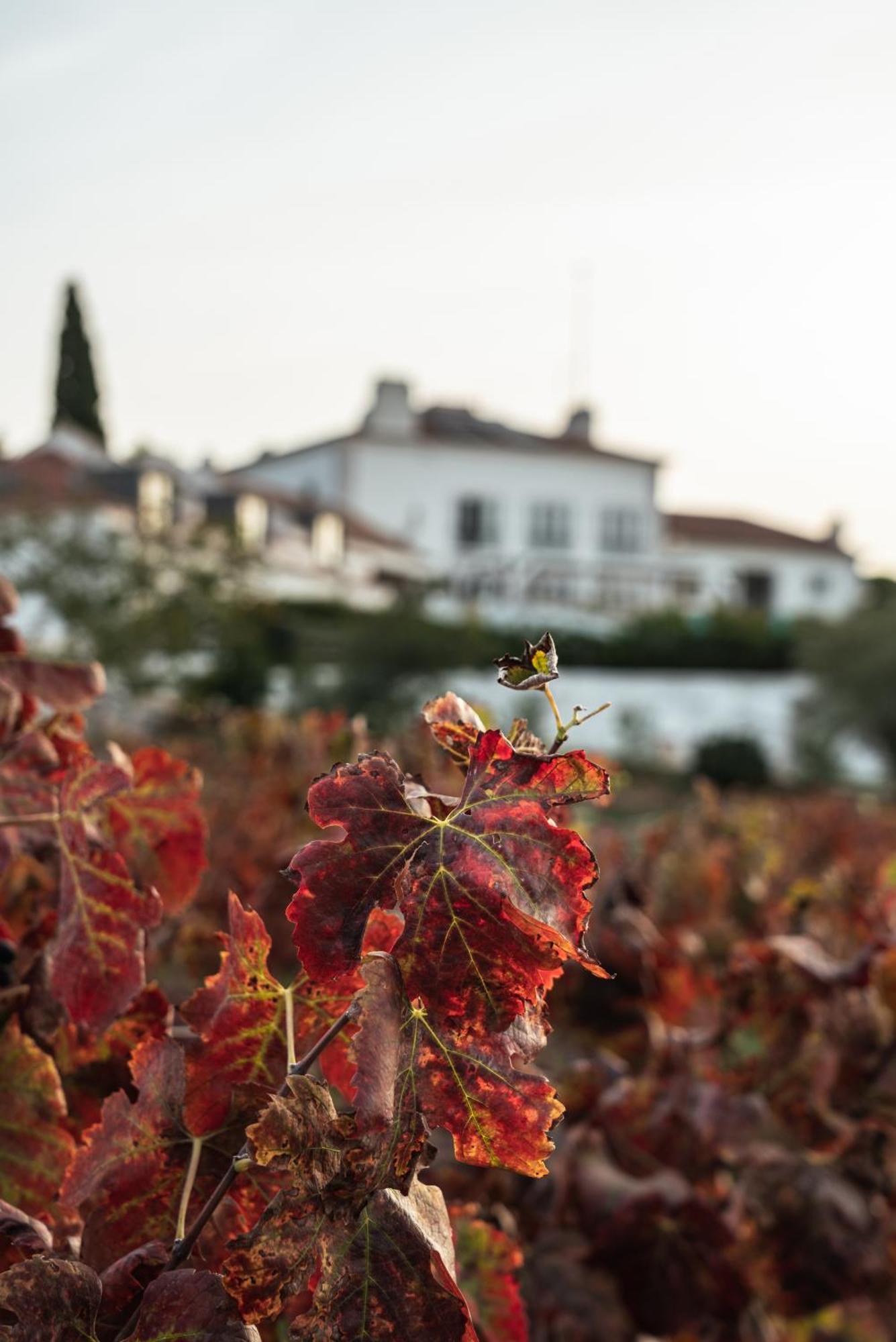 Hotel Casa Palmela - Small Luxury Hotels Of The World, Hotel & Villas セトゥーバル エクステリア 写真